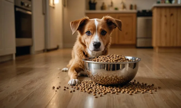 Výpočet krmné dávky pro psa